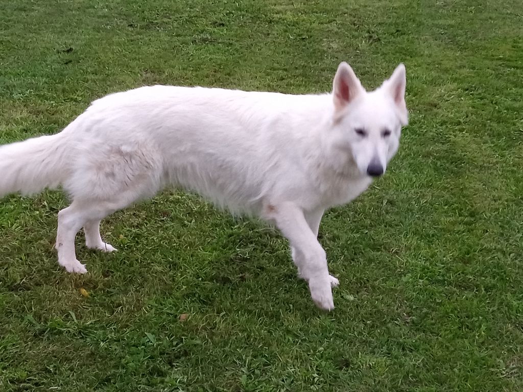 Thaoula les loups anges de kaina