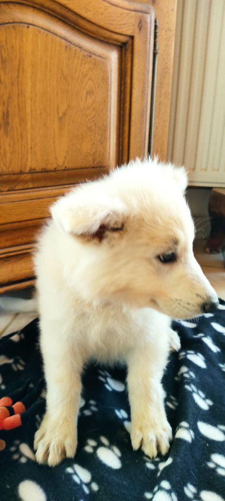 de la plaine d'alba - Chiot disponible  - Berger Blanc Suisse