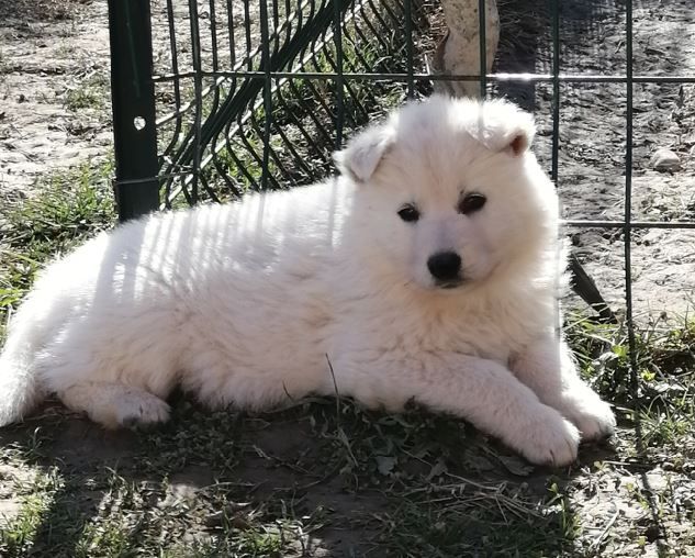 de la plaine d'alba - Chiot disponible  - Berger Blanc Suisse