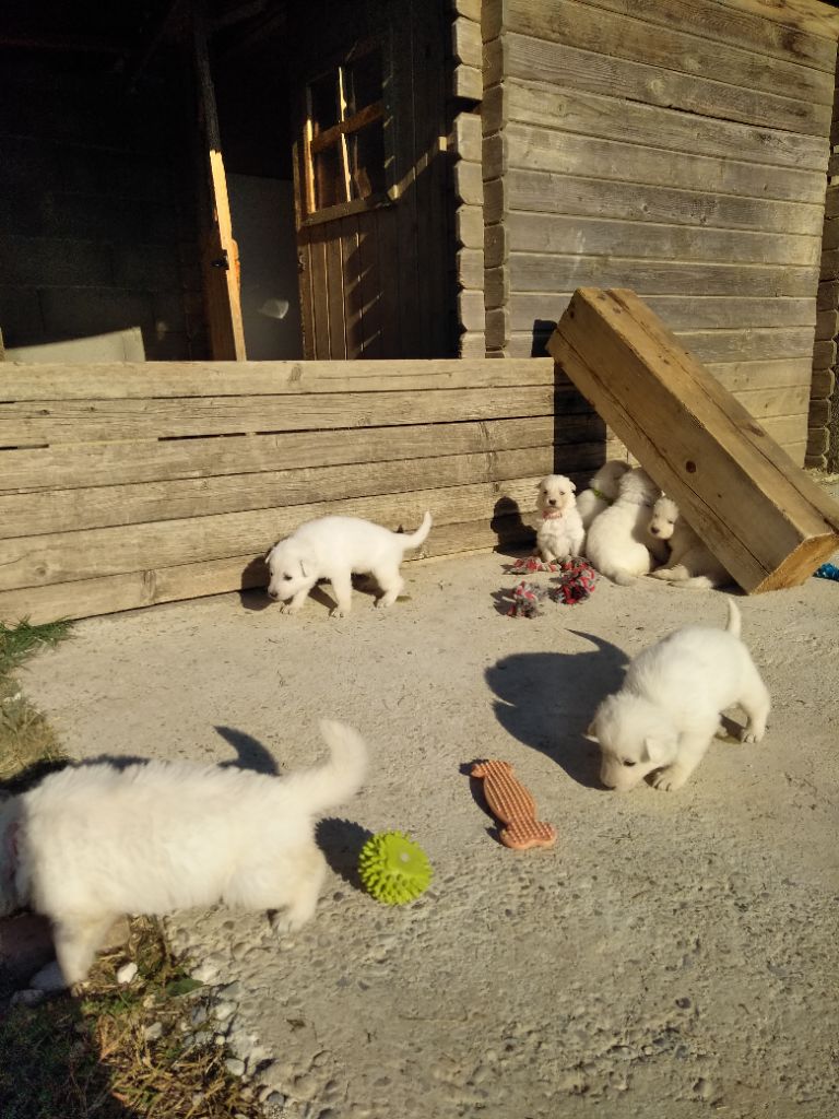 de la plaine d'alba - Chiot disponible  - Berger Blanc Suisse