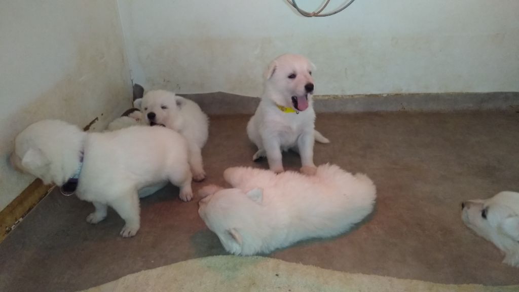 chiot Berger Blanc Suisse de la plaine d'alba