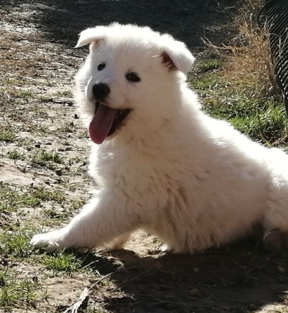 de la plaine d'alba - Chiot disponible  - Berger Blanc Suisse