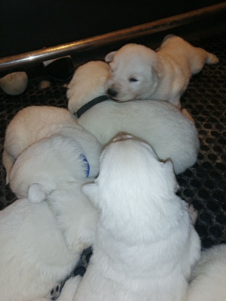 chiot Berger Blanc Suisse de la plaine d'alba