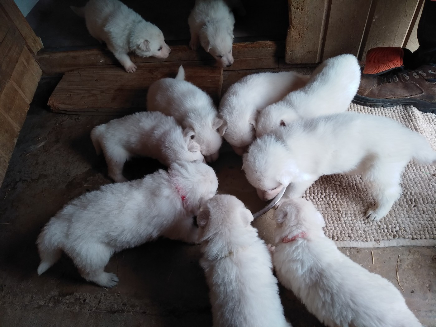 Portée de Thaoula et de Tyson