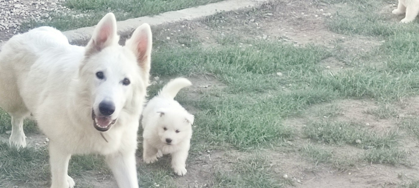 de la plaine d'alba - Chiots disponibles - Berger Blanc Suisse