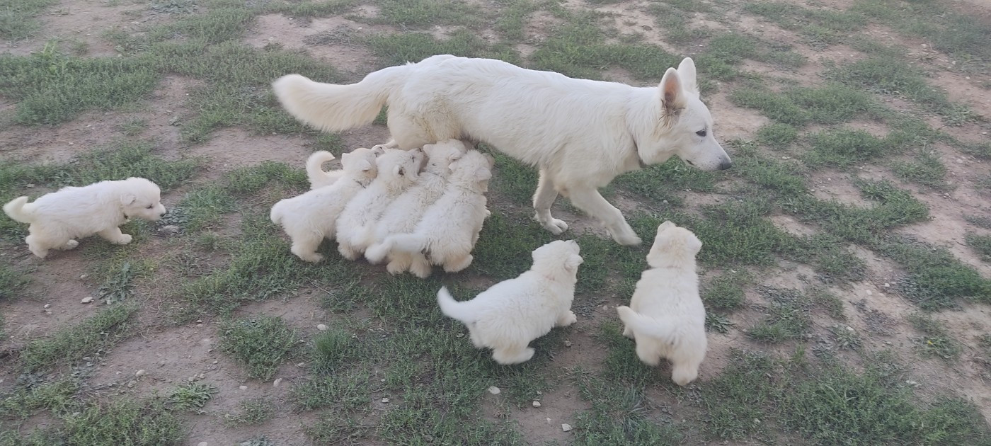 de la plaine d'alba - Chiots disponibles - Berger Blanc Suisse