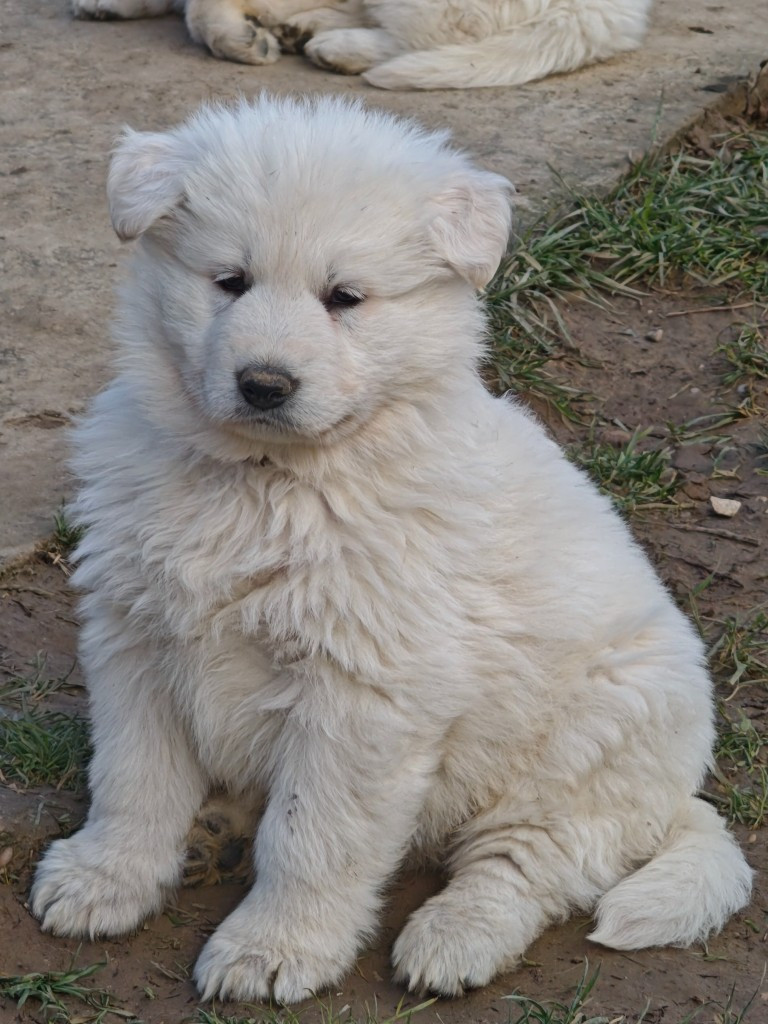 de la plaine d'alba - Chiots disponibles - Berger Blanc Suisse