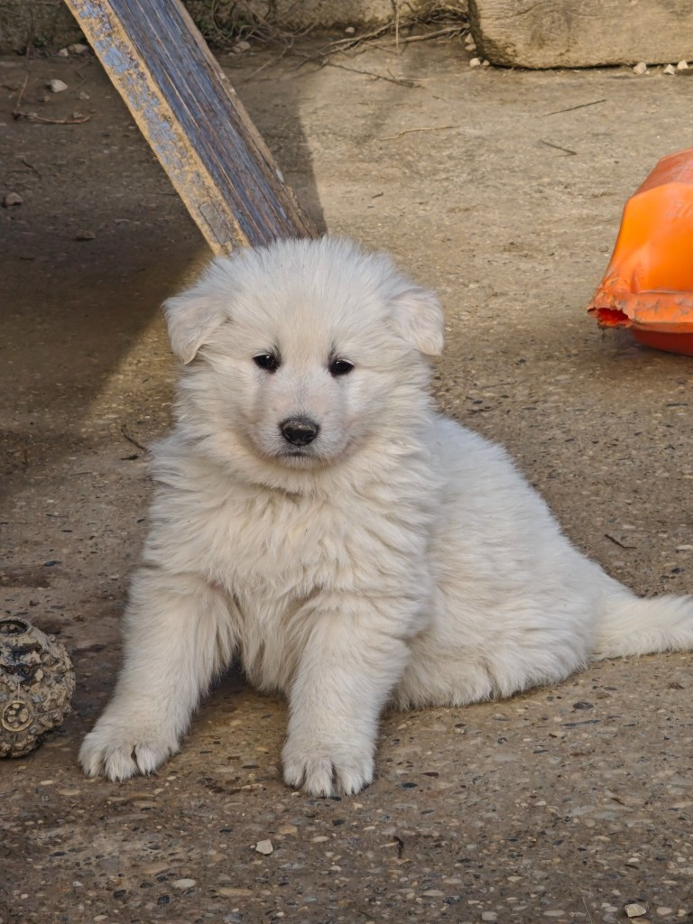 de la plaine d'alba - Chiots disponibles - Berger Blanc Suisse