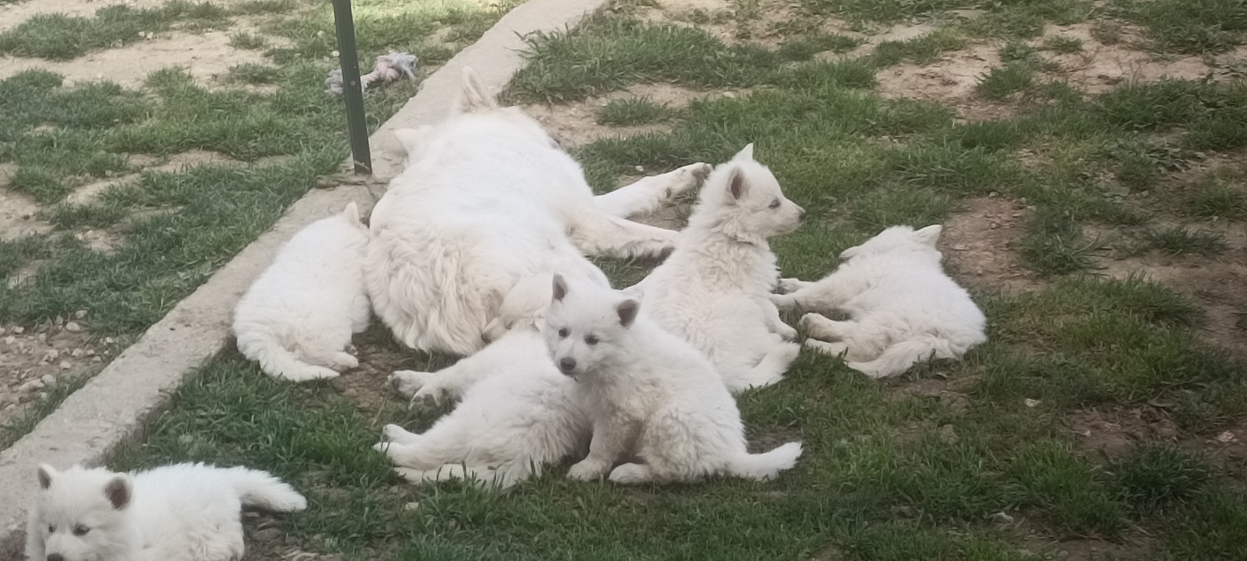 Chiot Berger Blanc Suisse de la plaine d'alba