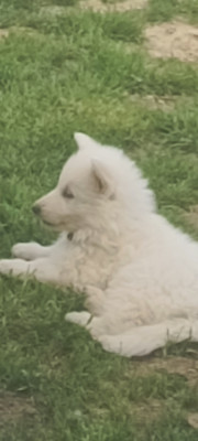 Bella