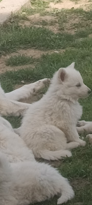 Bibi